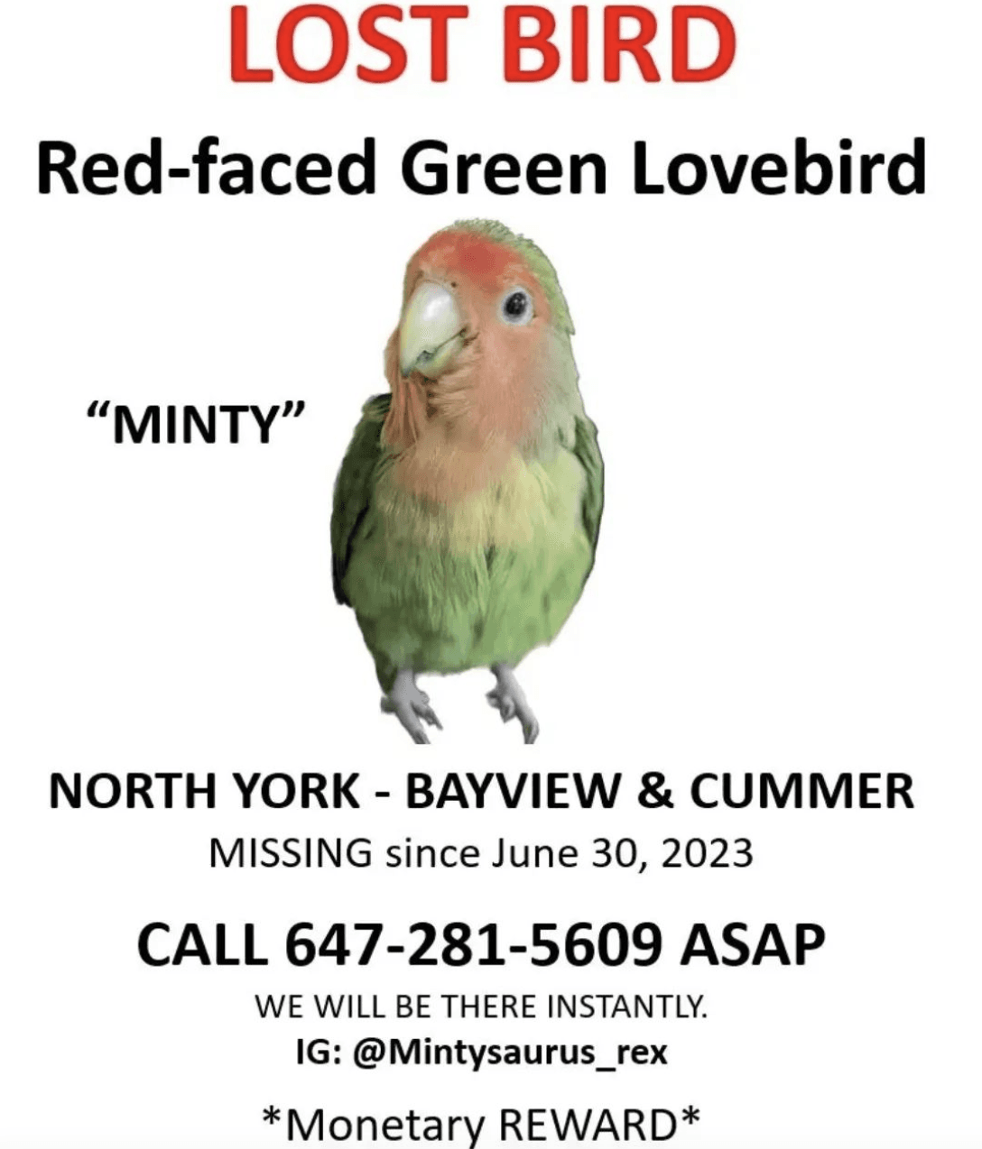 LOST Lovebird in Yonge St & Davis Dr, Newmarket, York, ON, CA — lOST bIRD