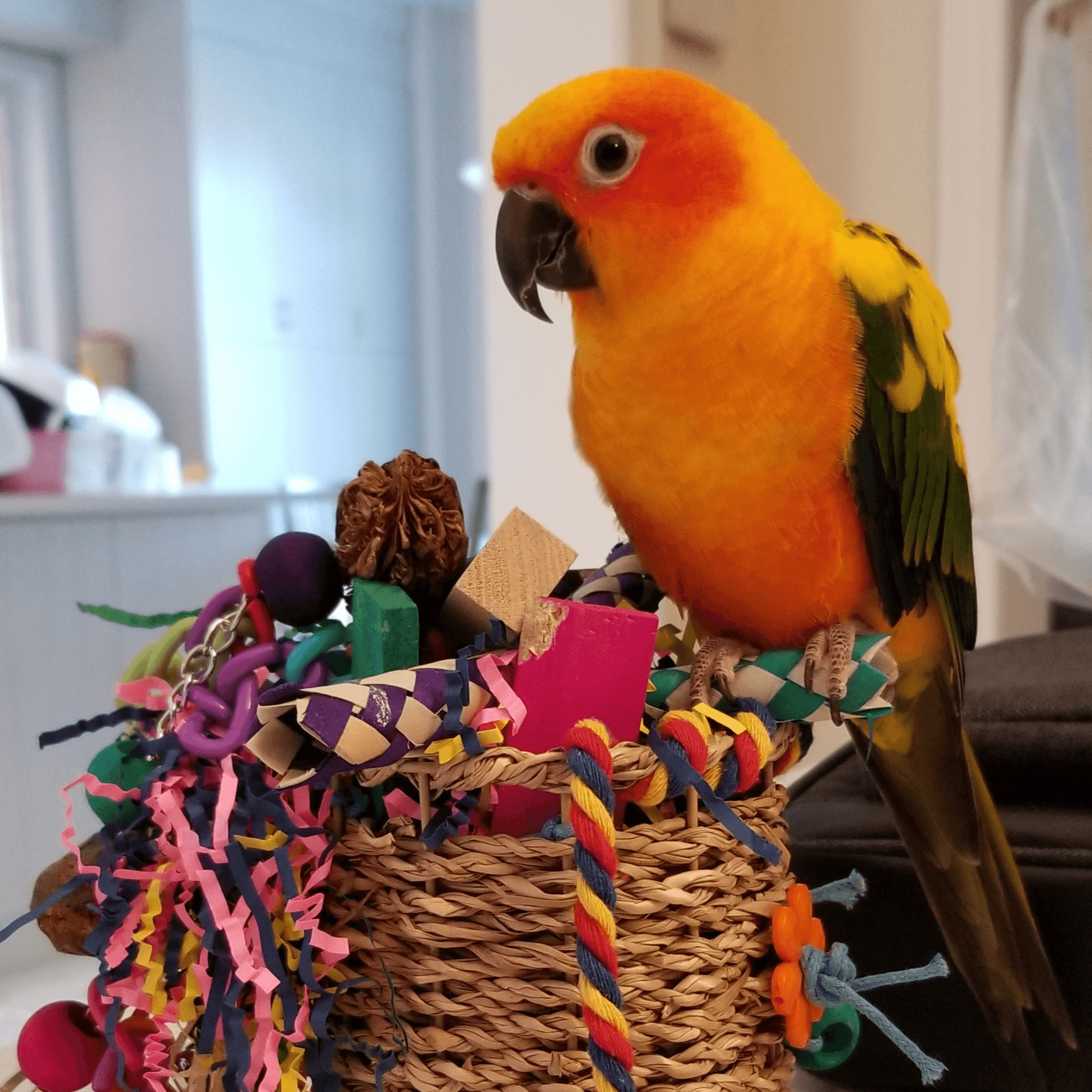 Bird Lost in Markham - Orange and Green