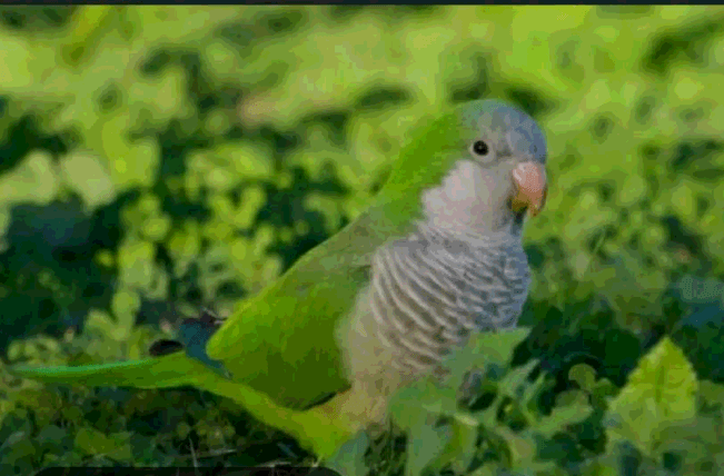 MISSING GREEN PARROT "SPRITE"