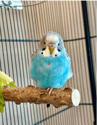 LOST BIRD - BLUE BUDGIE