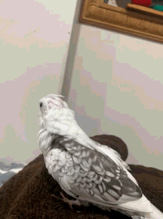 LOST Cockatiel in Forest Glade Ontario — Lost bird