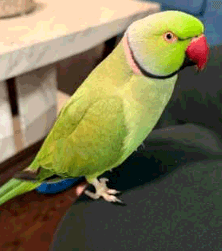 LOST BIRD - GREEN INDIAN RINGNECK "MARTY"