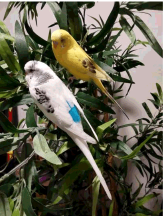 LOST BIRDS - 2 BUDGIES IN GLOUCESTER