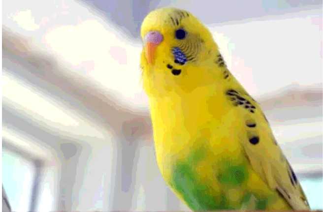 LOST FEMALE BUDGIE