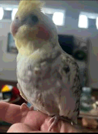 MISSING COCKATIEL
