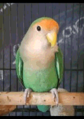 LOST 2 LOVEBIRDS (ANCASTER MEADOWLANDS)