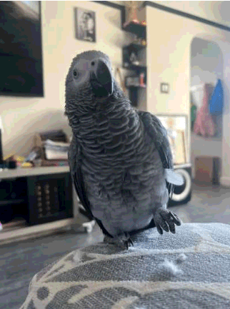 LOST PARROT - AFRICAN GREY "KLUVA"