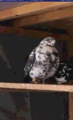 LOST - FEMALE PIGEON