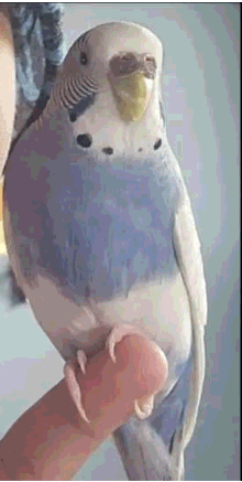 LOST BIRD - SMALL BUDGIE