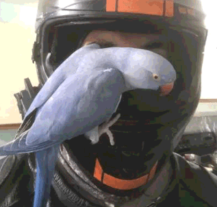 LOST BIRD - VIOLET INDIAN RINGNECK "VERA"