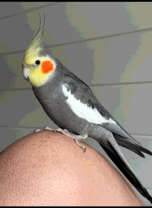 LOST COCKATIEL - "BINGO OR BINGBING"