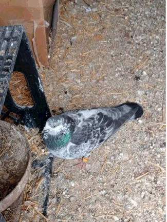 LOST Pigeon in Calgary, AB — LOST BIRD - PIGEON