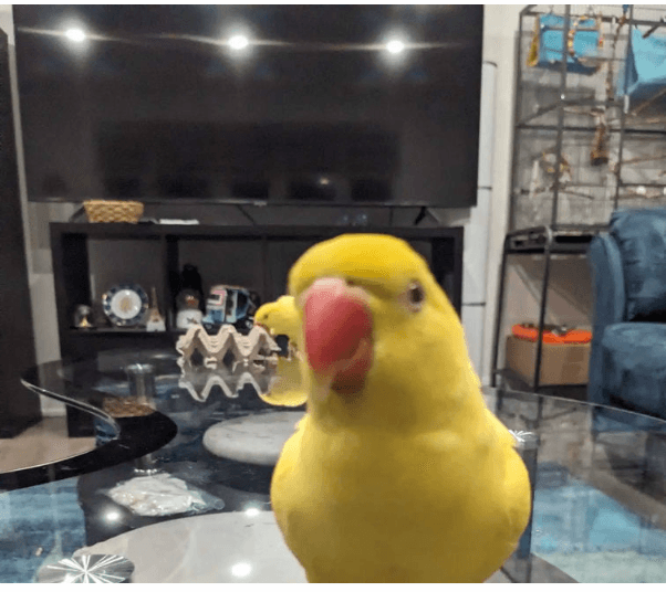 LOST: INDIAN RINGNECK PARROT "MANGO"