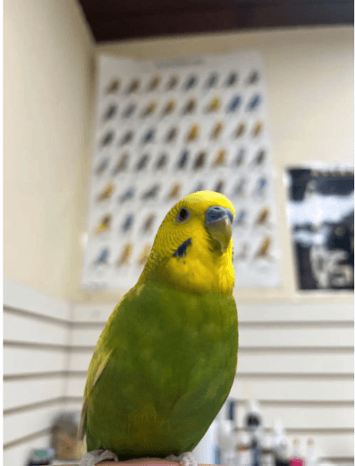 LOST: BUDGIE