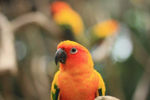 Found sun conure in Etobicoke — bright orange and yellow