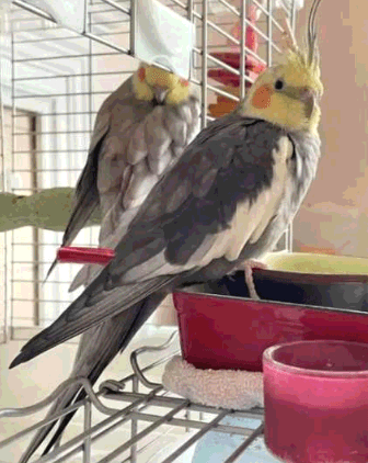 LOST Unknown in Toronto, ON — LOST BIRD - "YANG YANG"