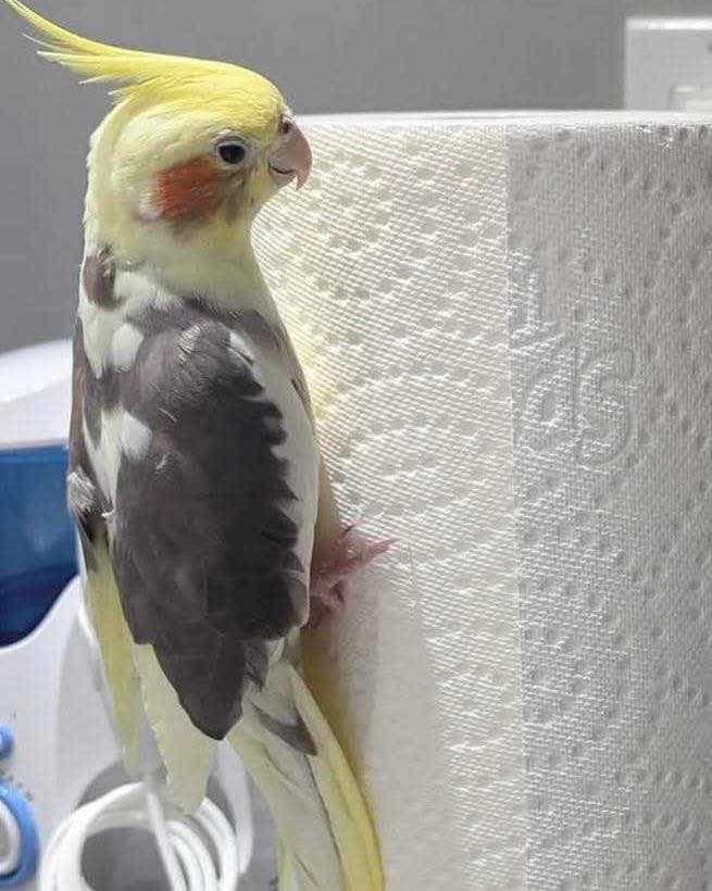 Missing - Cockatiel, Banded