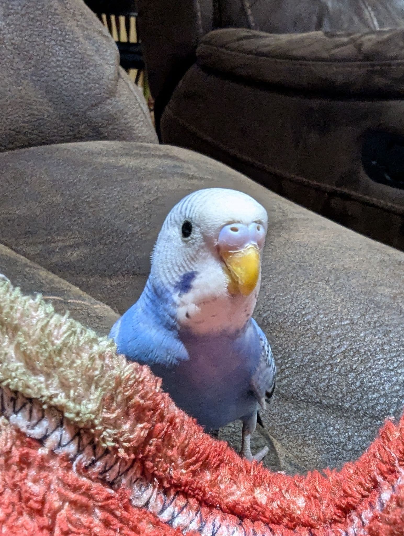Lost budgie