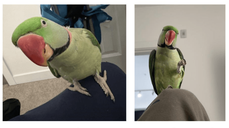 Missing Alexandrine Parrot - Pitu