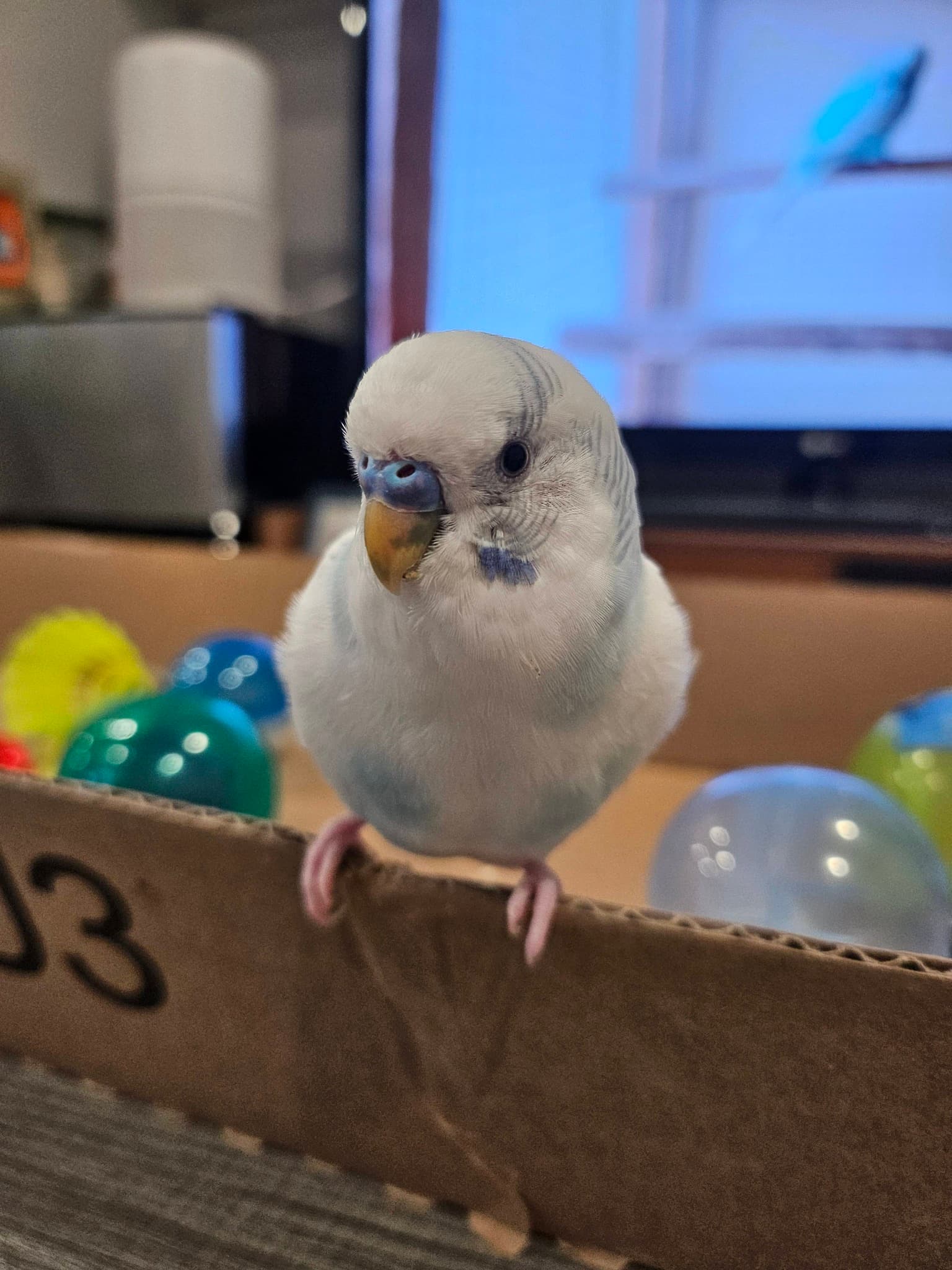 🚨 LOST BUDGIE – PLEASE HELP 🚨 (Edmonds area)