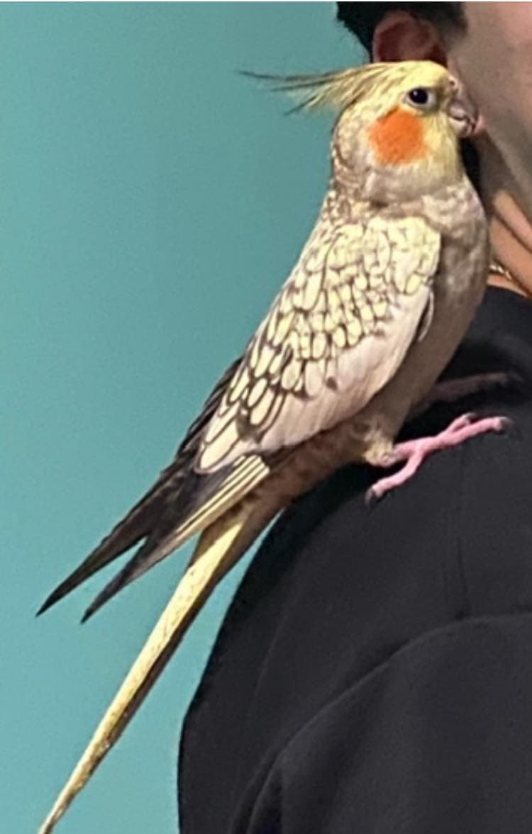 Lost - Cockatiel