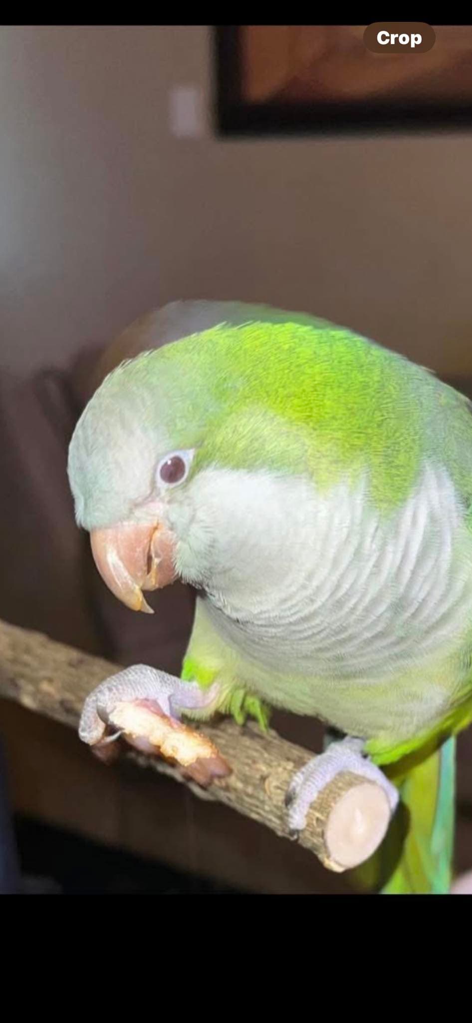 Pretty bird is still missing - Scarborough
