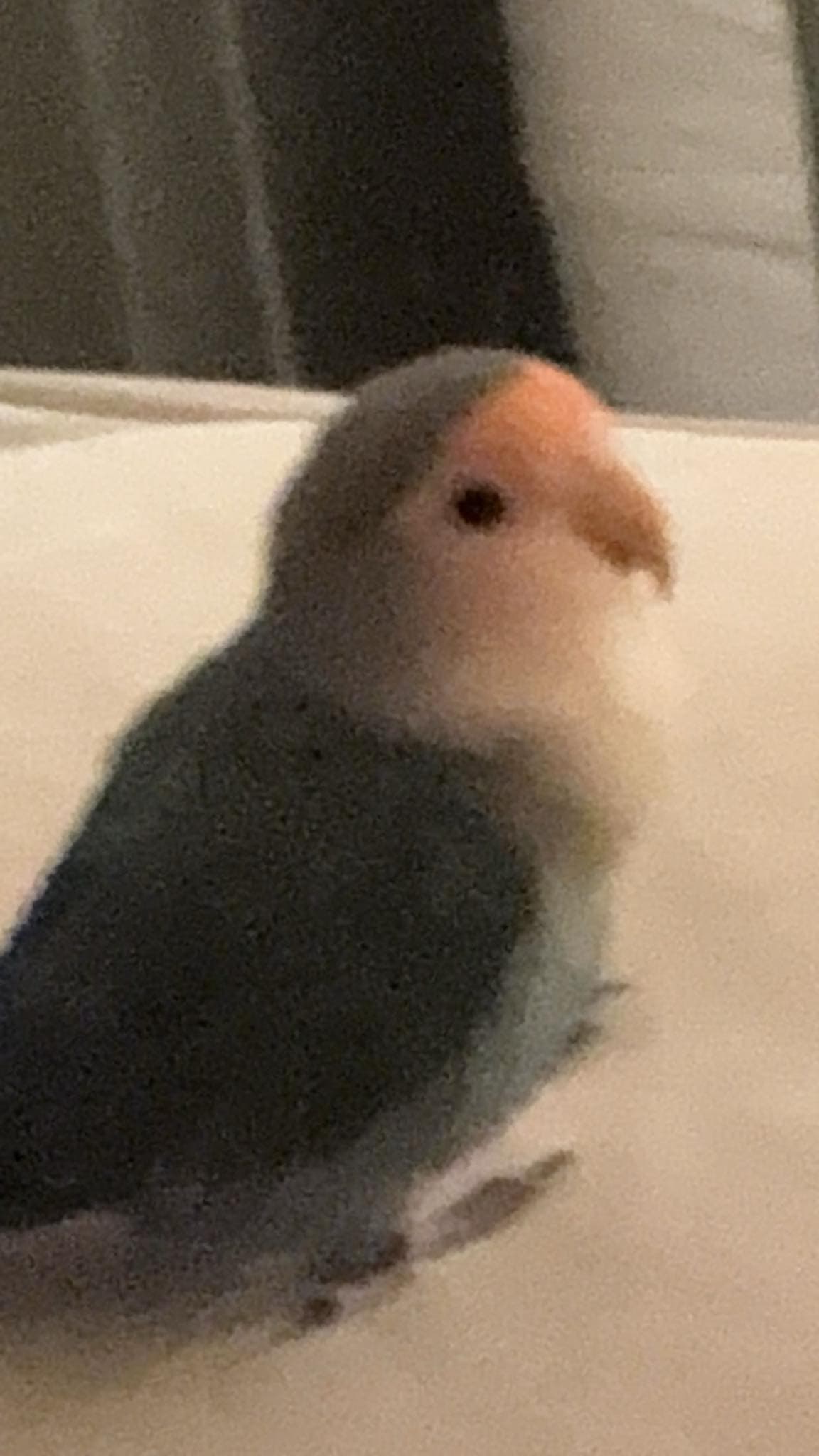 LOST BIRD NEAR FAIRVIEW MALL / GODSTONE AREA