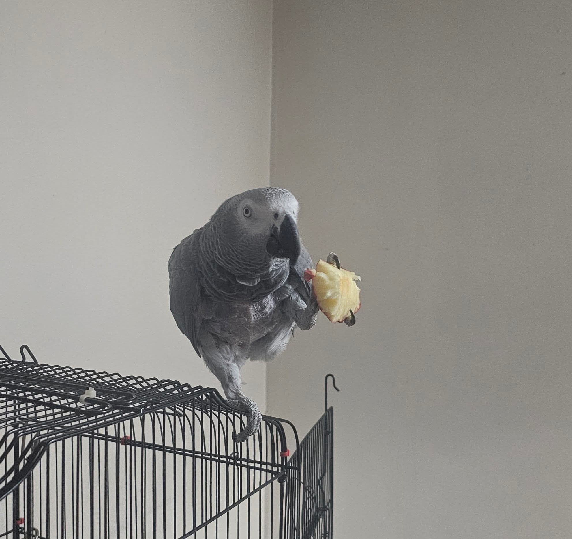 LOST African Grey in Windsor — 🔴🔴🔴 MISSING PARROT 🔴🔴🔴 update I just get it back i will tank Zak Dunn from humane society