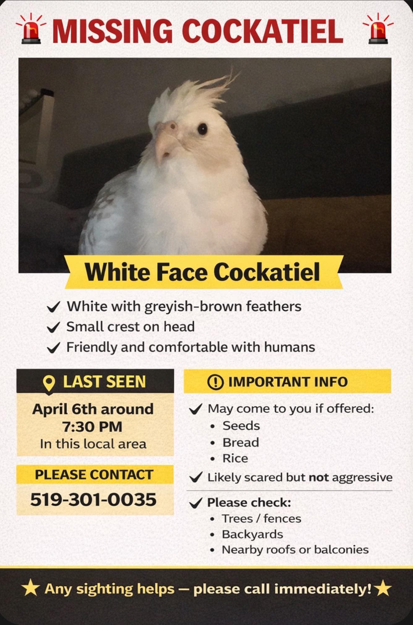 Missing - Cockatiel