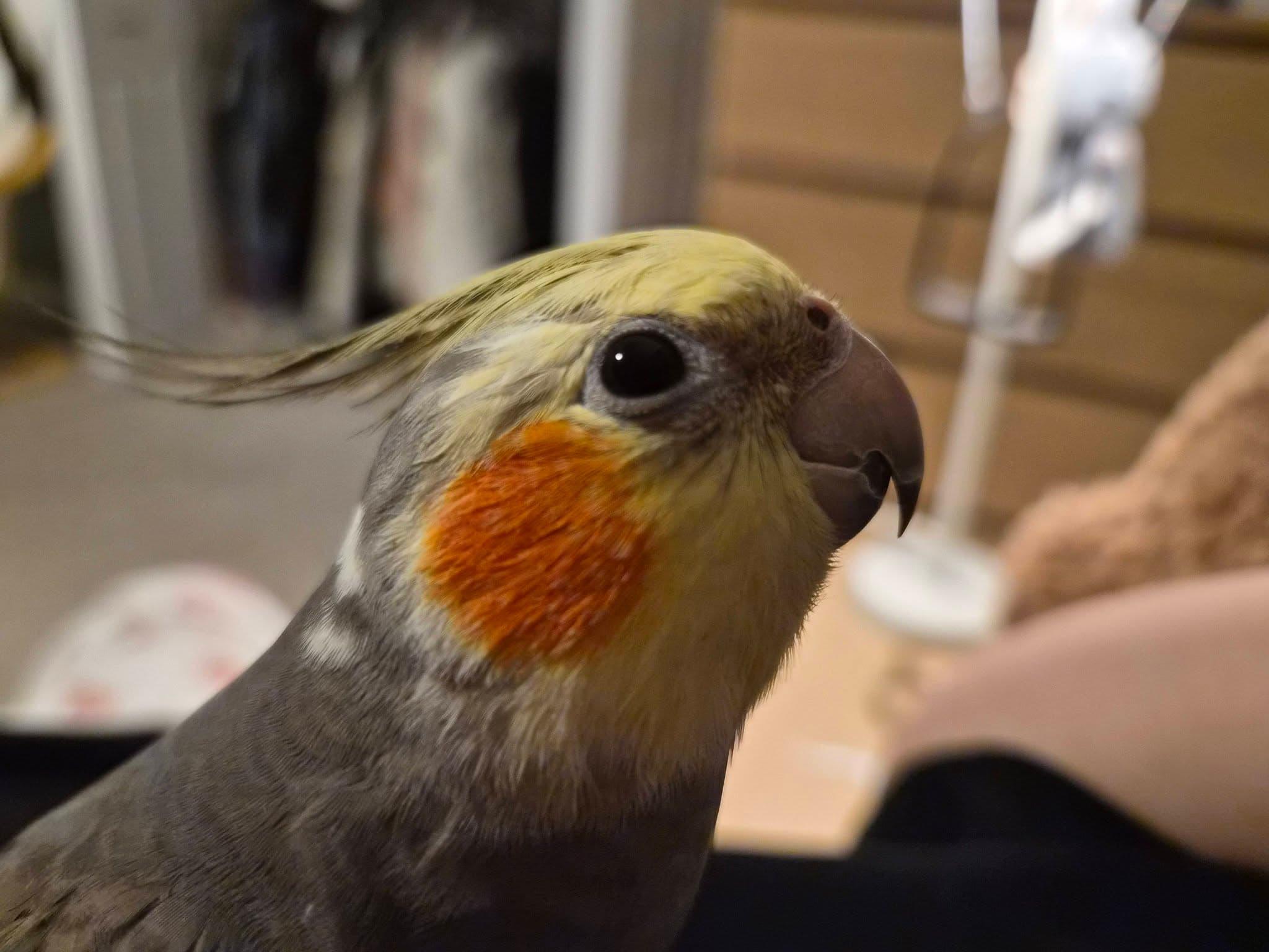 π¨ LOST COCKATIEL β MARKHAM π¨