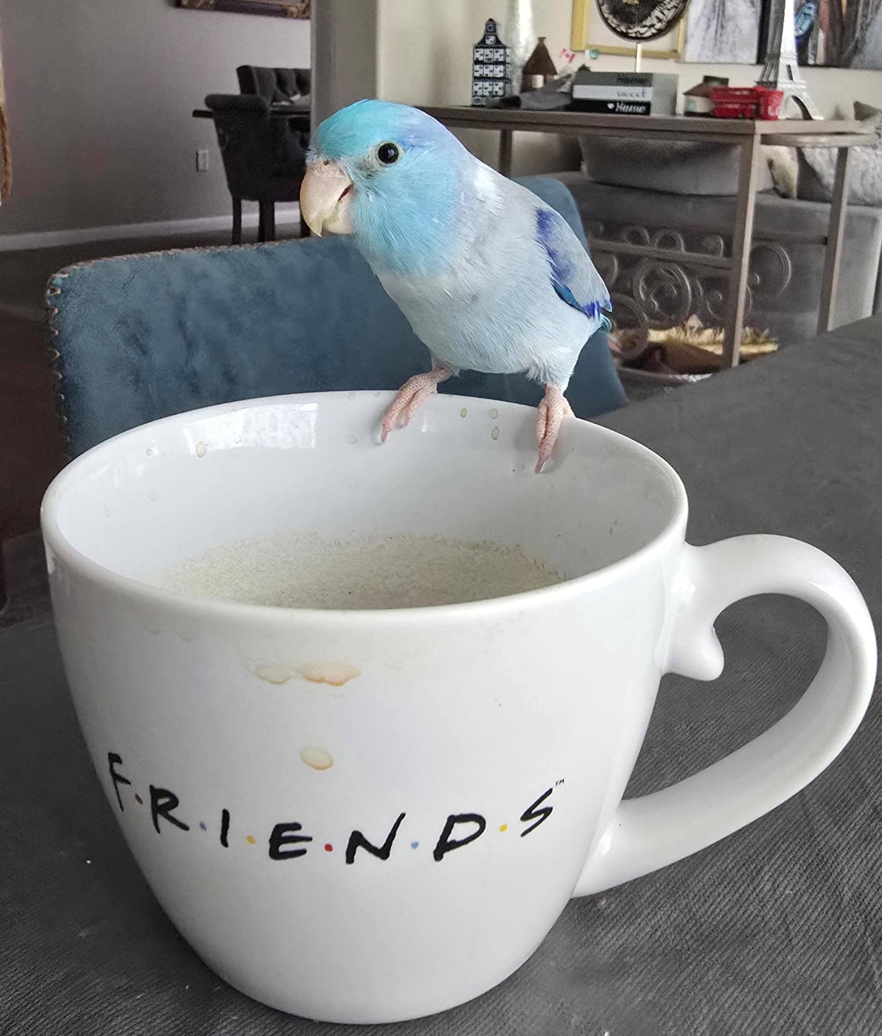 LOST BIRD named "Blue" Reward Offered