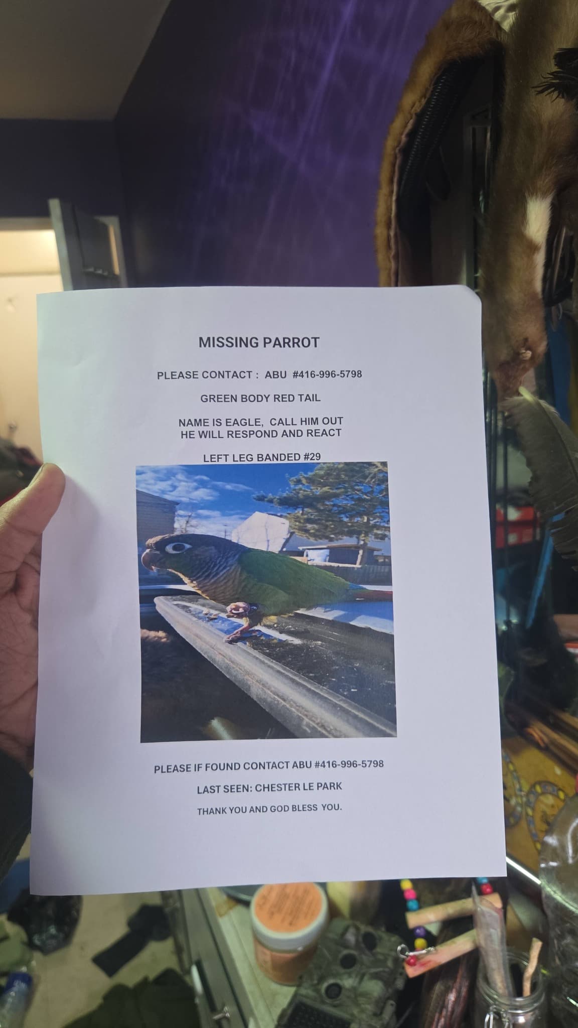 Missing my Green Cheek Conure EAGLE banded2xx