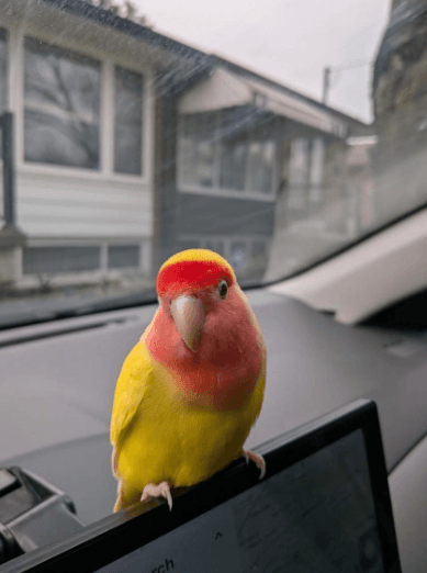 LOST Lovebird in Toronto — Lost Lovebird Markham and Lawrence area
