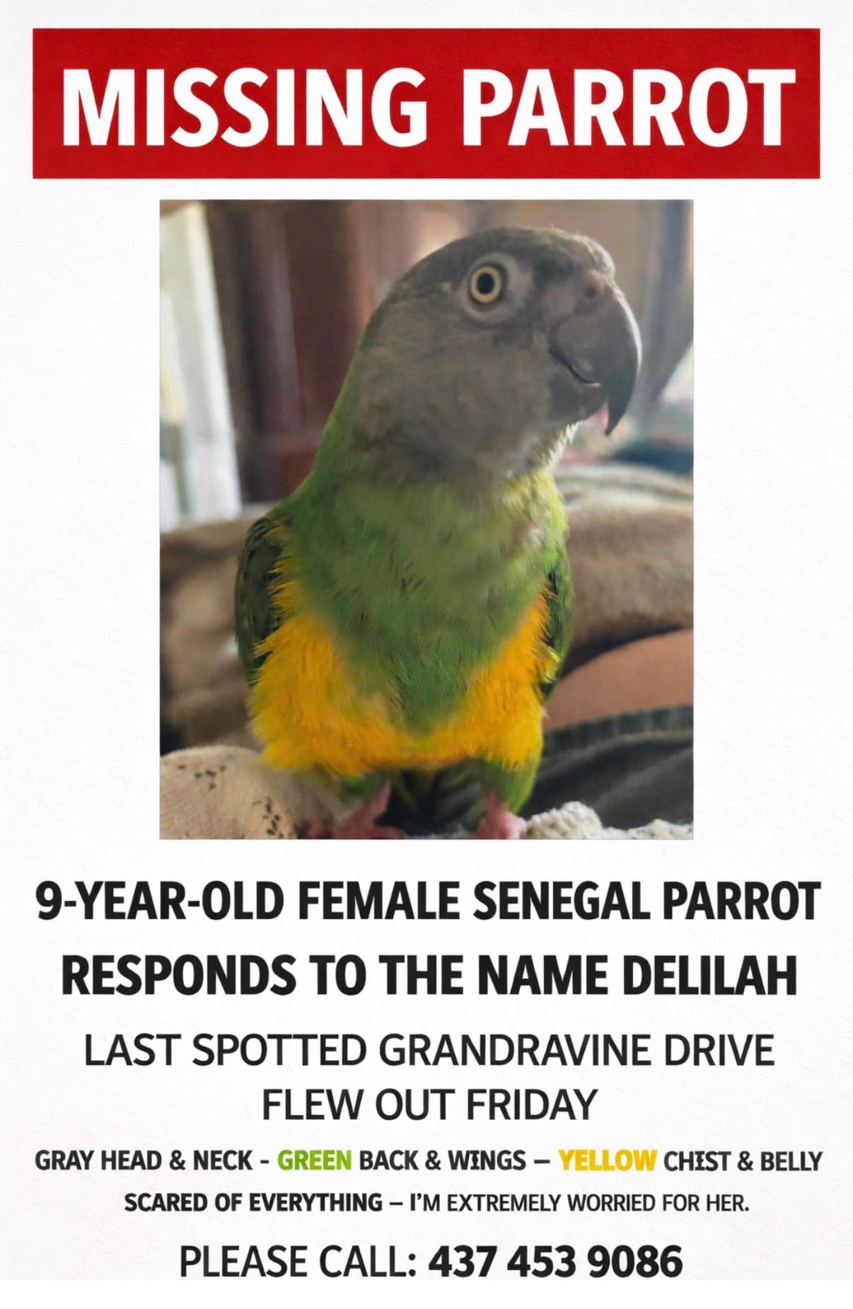 LOST Other in North York, Toronto, On — Senegal Parrot lost near Grandravine drive