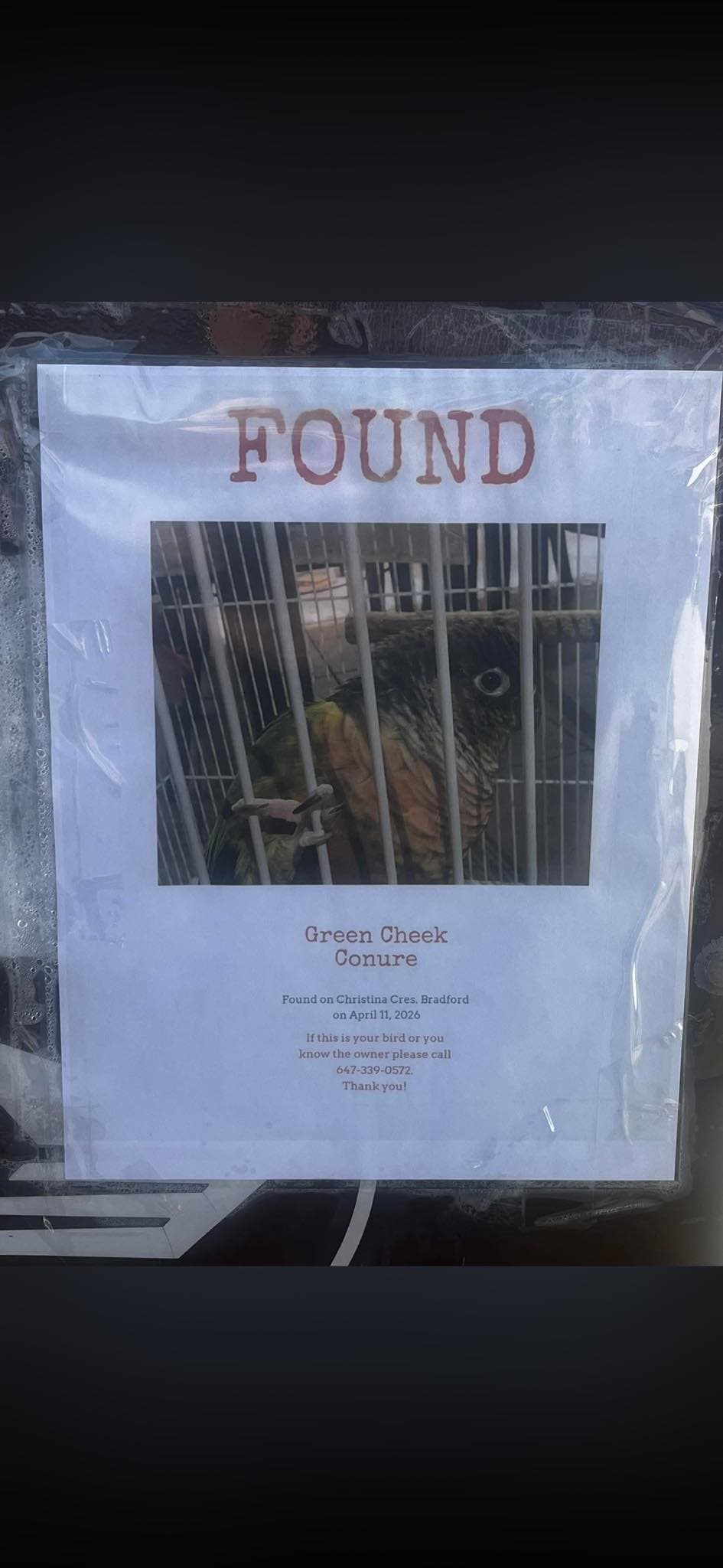 FOUND Conure in Toronto — Found Green Cheek Conure