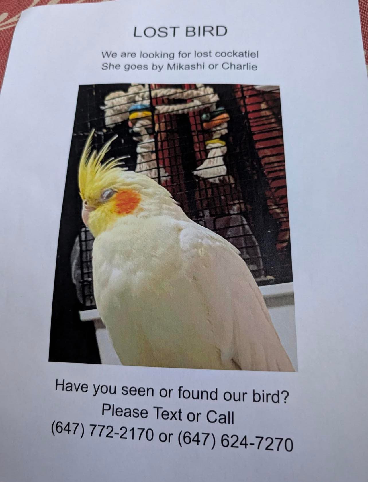 Lost bird, Donlands/danforth/ greenwood area Toronto