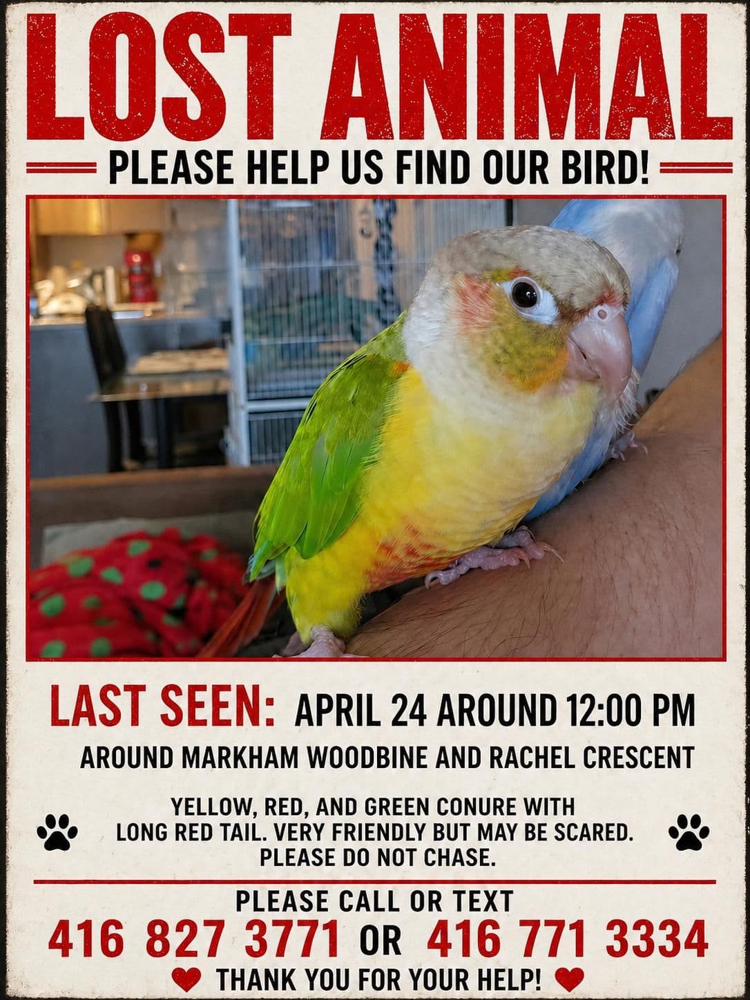 LOST Quaker Parrot in Markham, Ontario Contact Info — Missing- Parrot