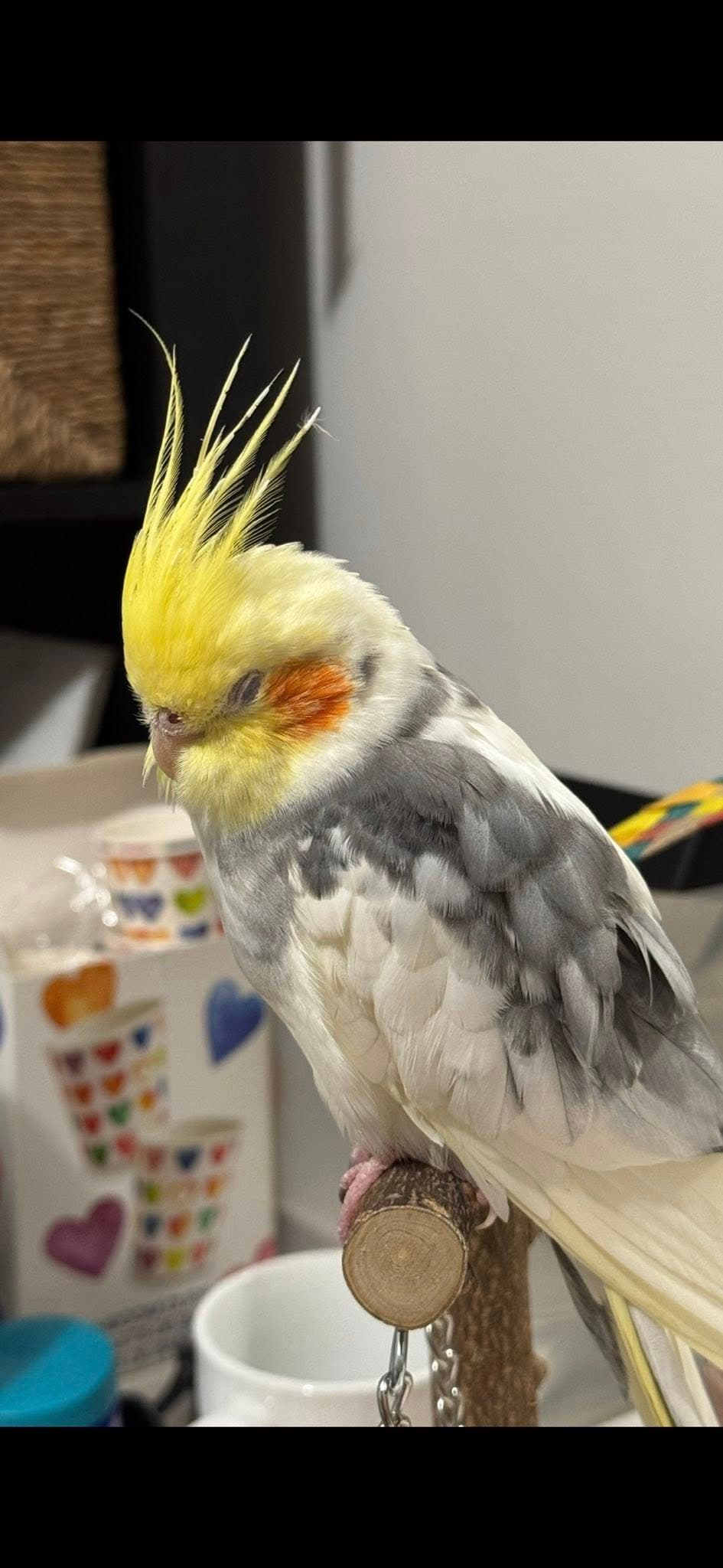 Lost yellow cockatiel with red cheeks in Toronto