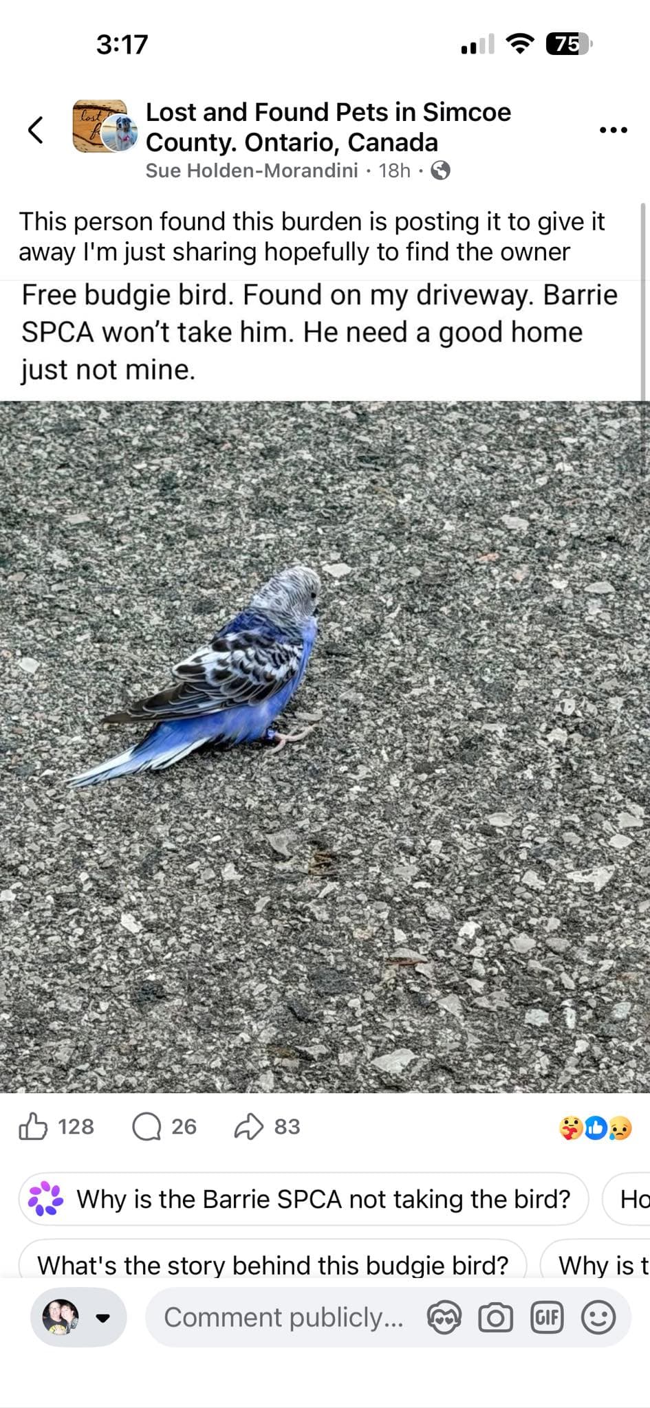 Found - Budgie