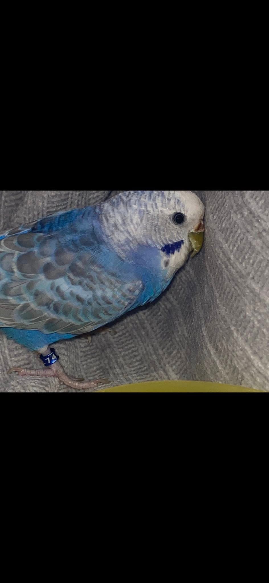 FOUND - BUDGIE