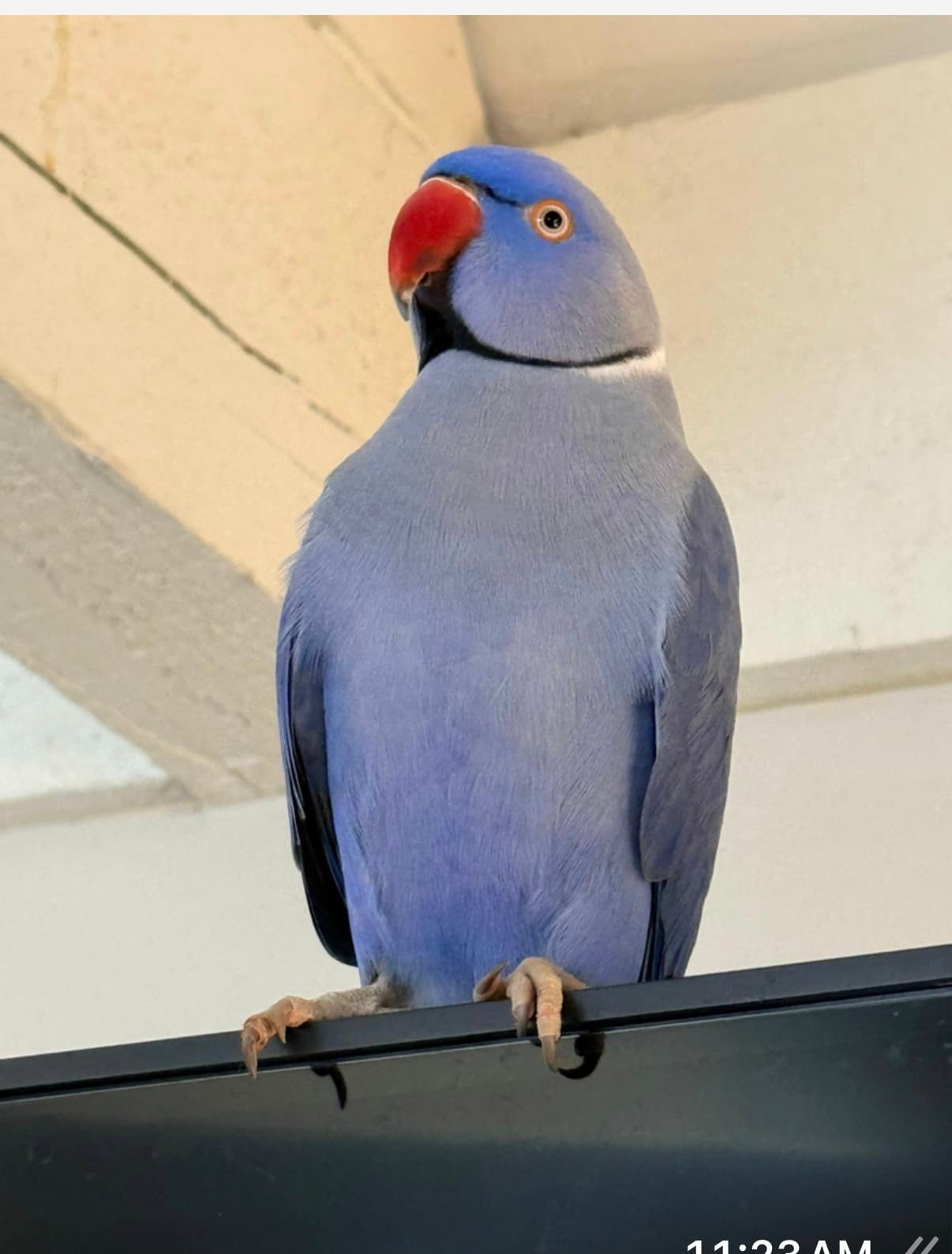 LOST INDIAN RINGNECK