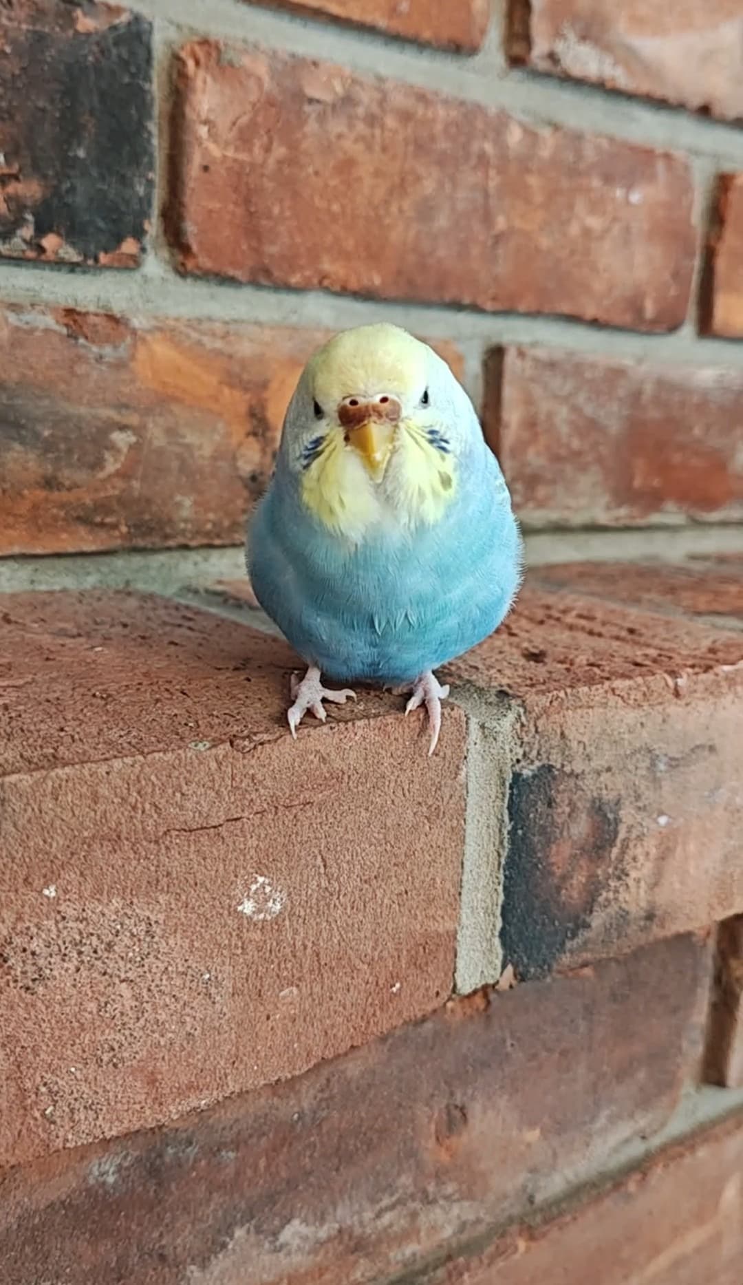 Lost Budgie 😢💔