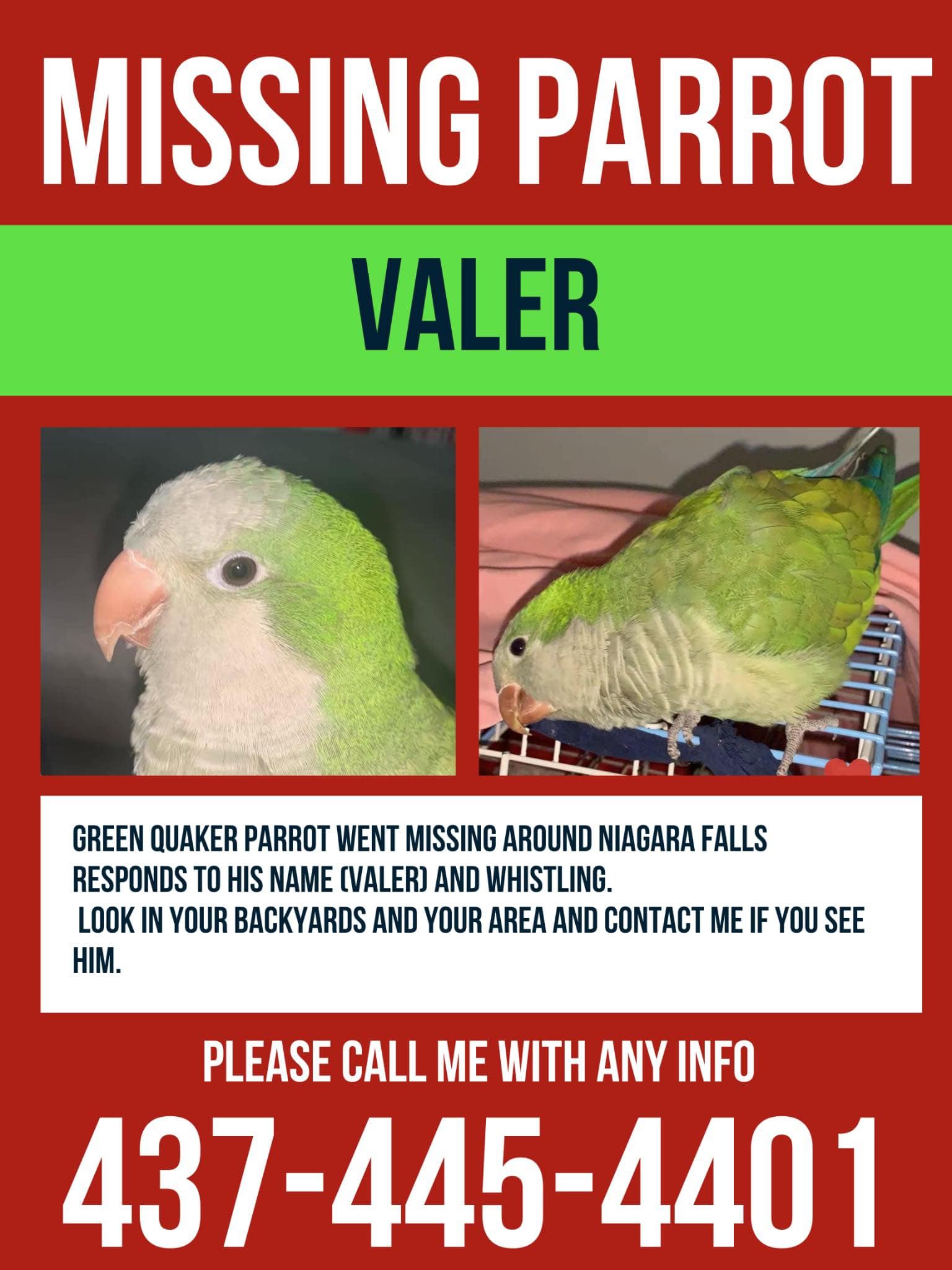 Lost Parrot