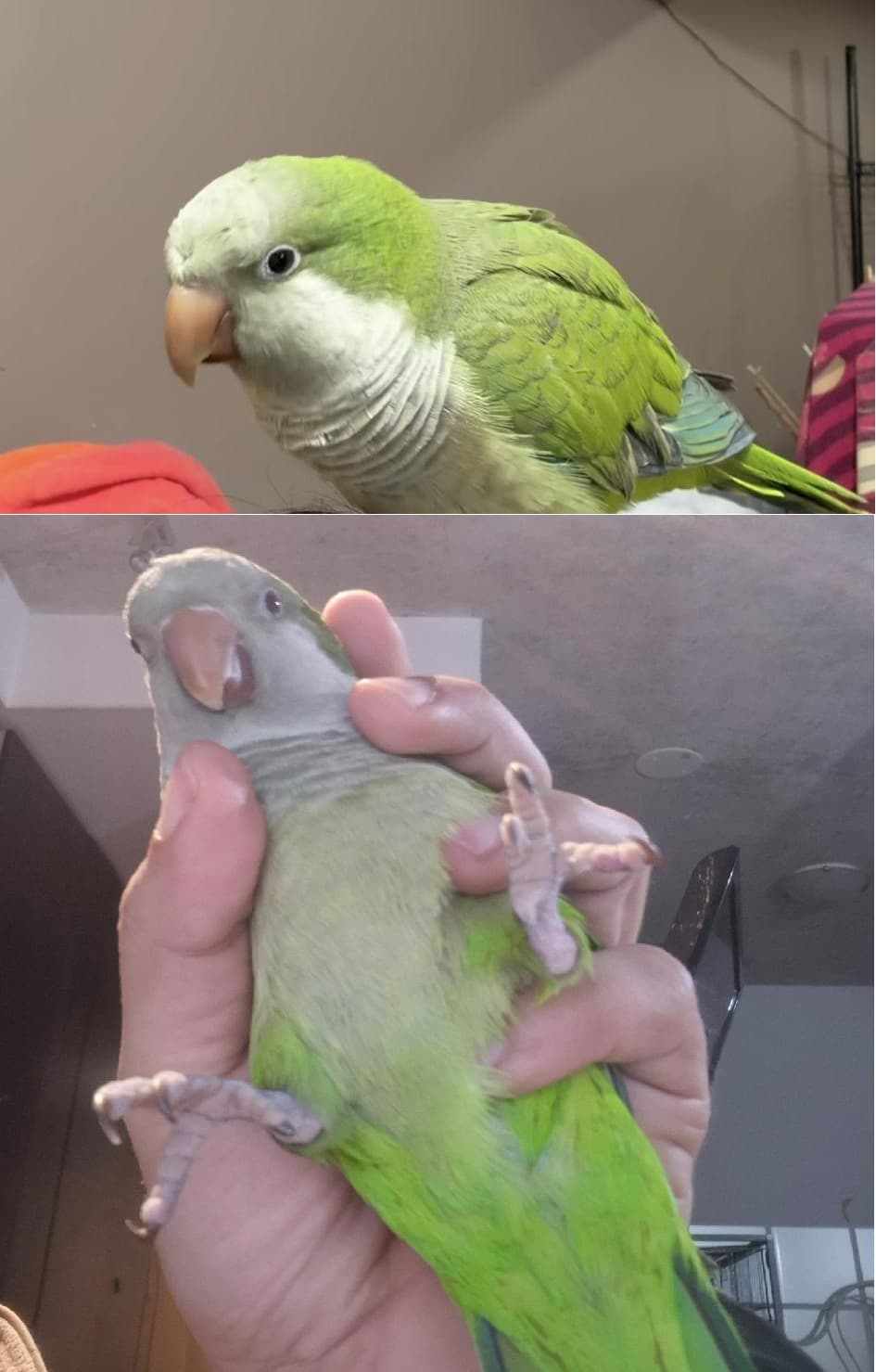 Lost Green Quaker Parrot near King St W and Spadina Ave