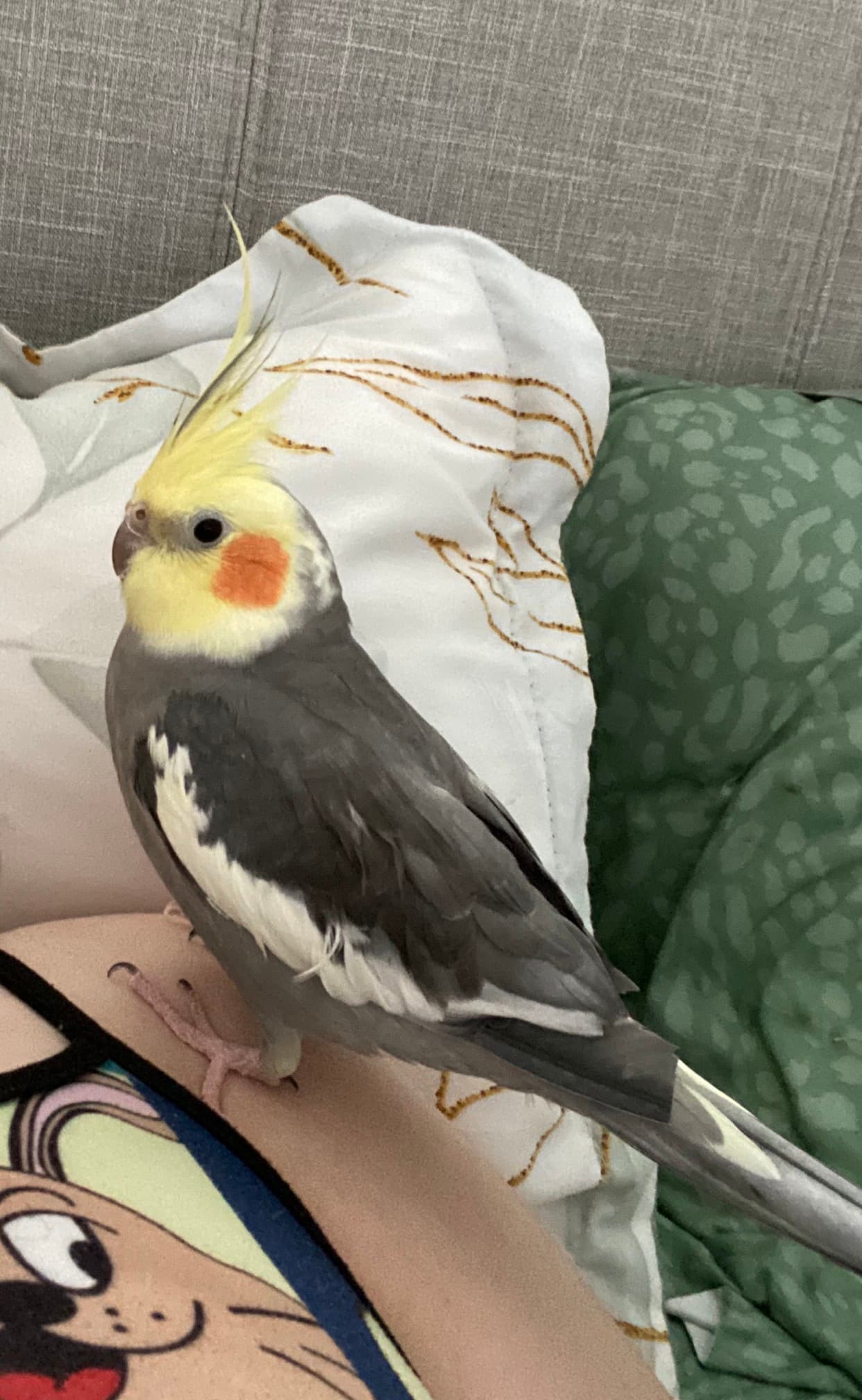 Lost grey cockatiel , Yelow head around Garden Ave North Vancouver