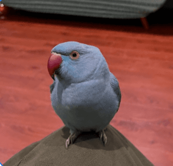 LOST BLUE INDIAN RINGNECK PARAKEET