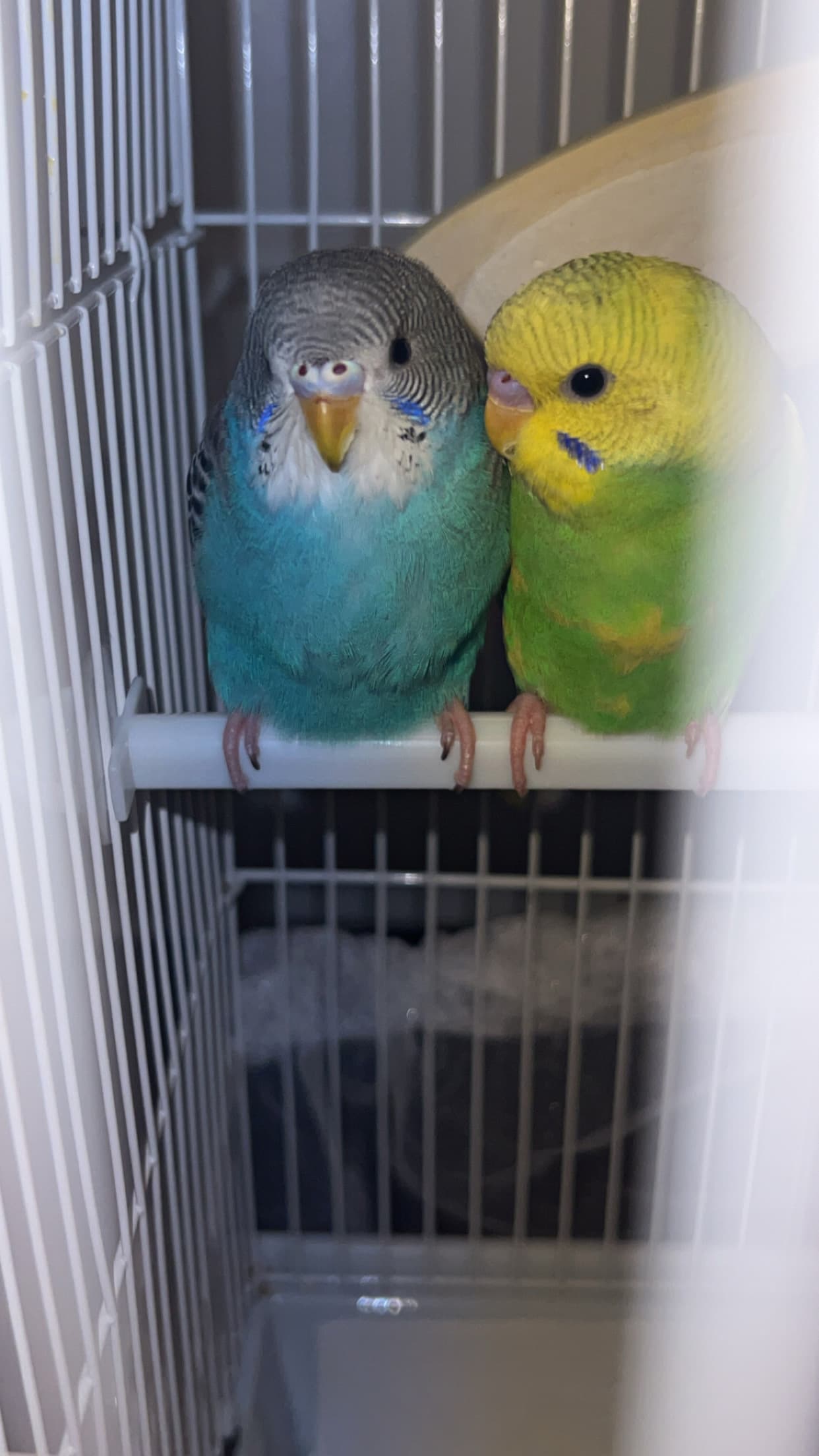 Lost yellow mix green budgie near 212 Davis dr Newmarket Ontario