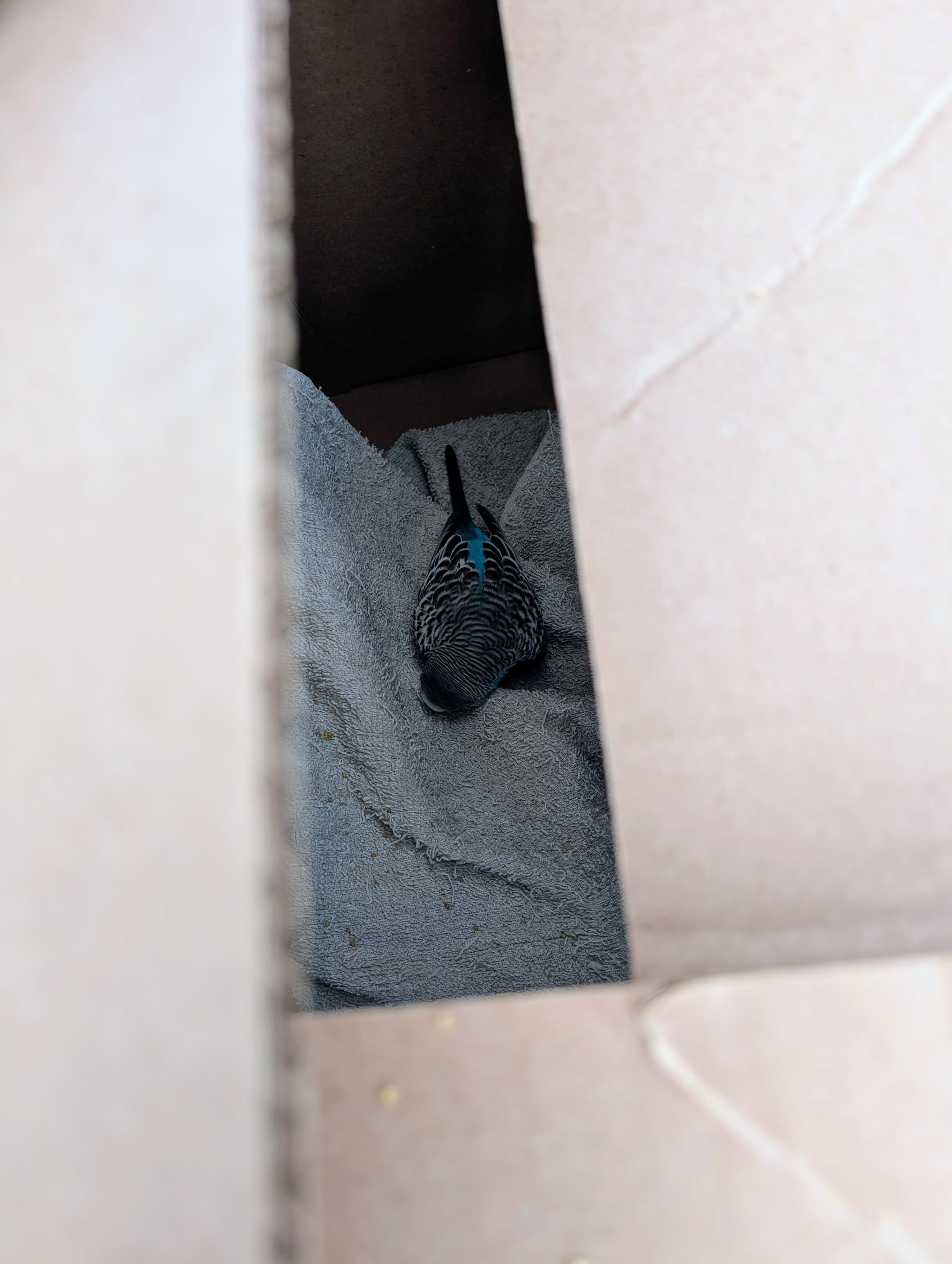 FOUND Budgie in Thornhill, Toronto, ON — Found Budgie in Thornhill