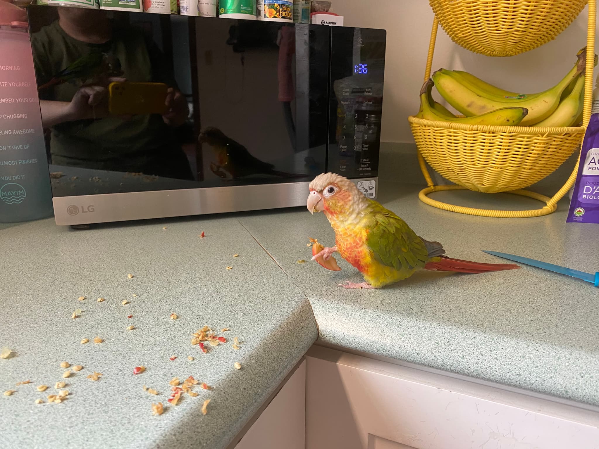 LOST Conure in Hamilton, Ontario, Canada — Lost Pinneaple GCC