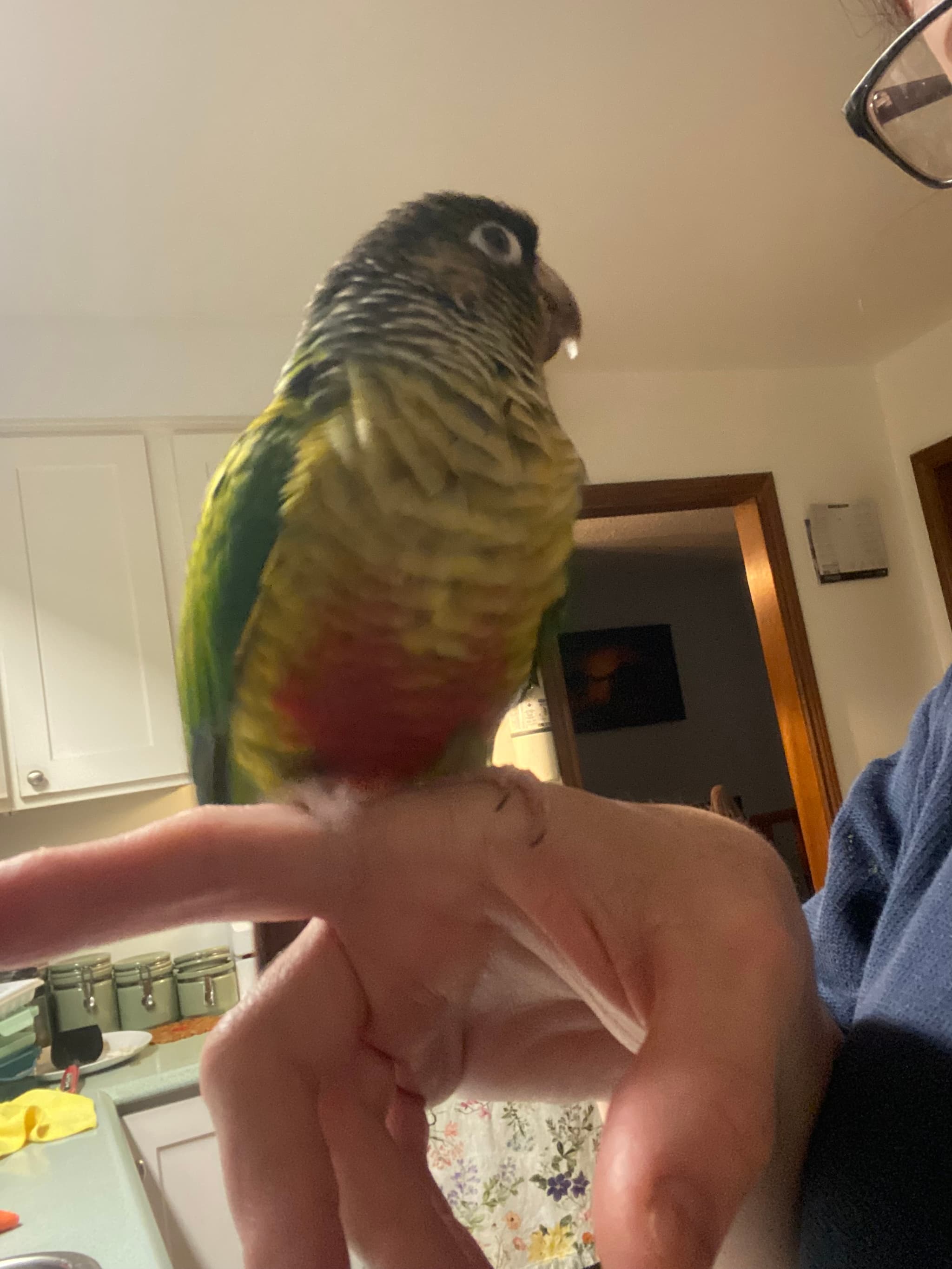LOST Conure in Hamilton, Ontario, Canada — Lost Yellow Sided GCC near Mohawk Rd E & Upper Kenilworth